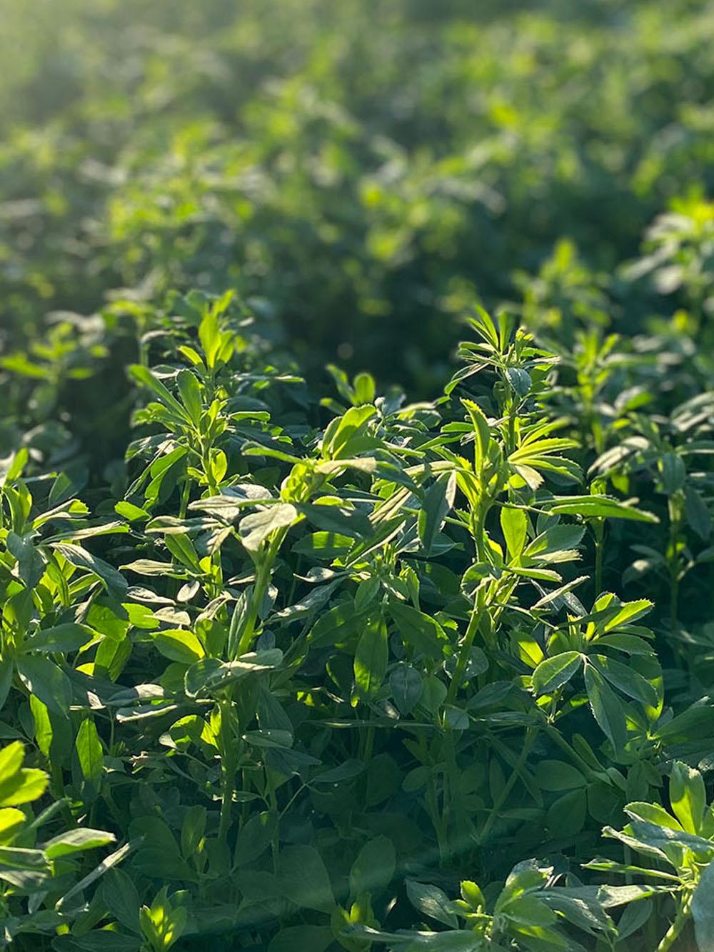 F8515 Alfalfa Mix
